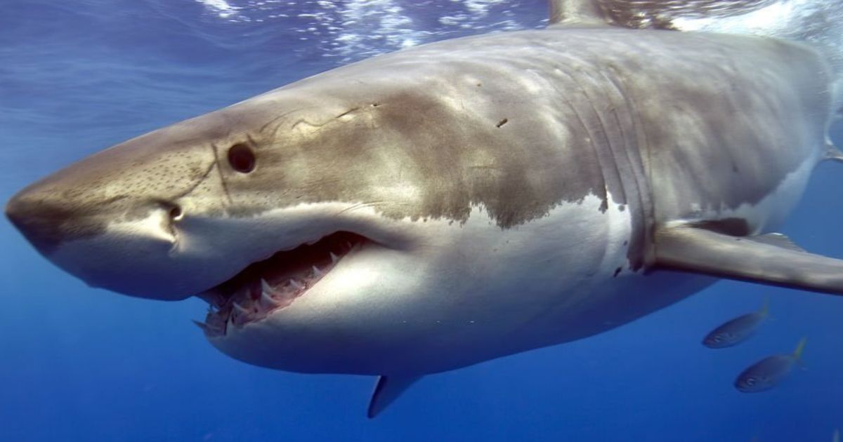 20 Meanings When You Dream of Sharks