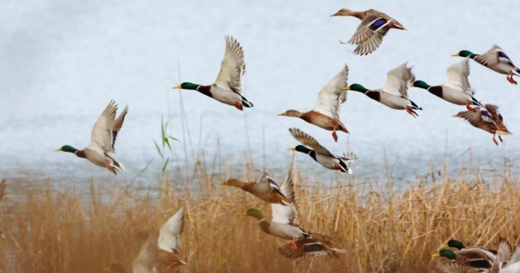 Duck Meaning and Symbolism and the Duck Spirit Animal