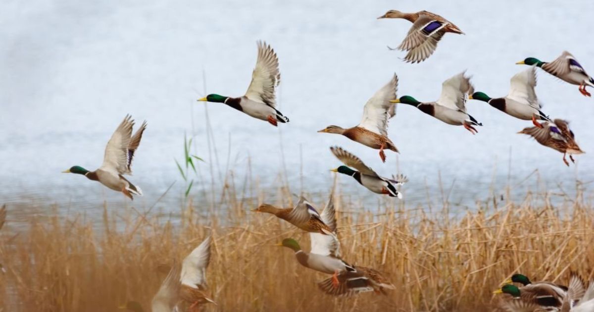 9 Spiritual Meanings Of Ducks