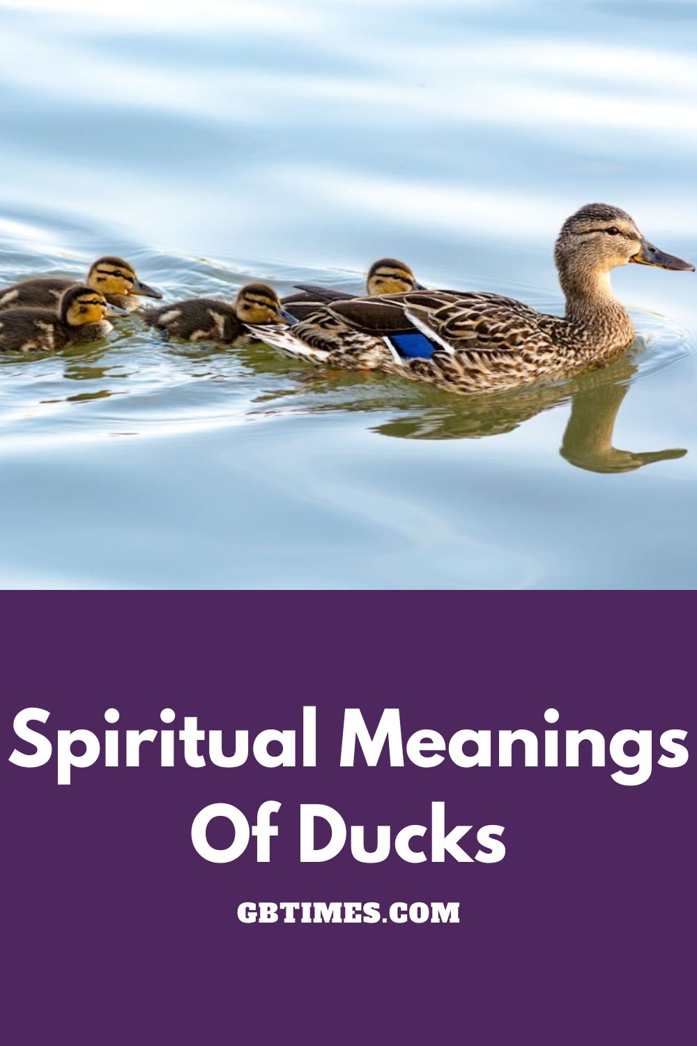 Spiritual Meanings Of Duck