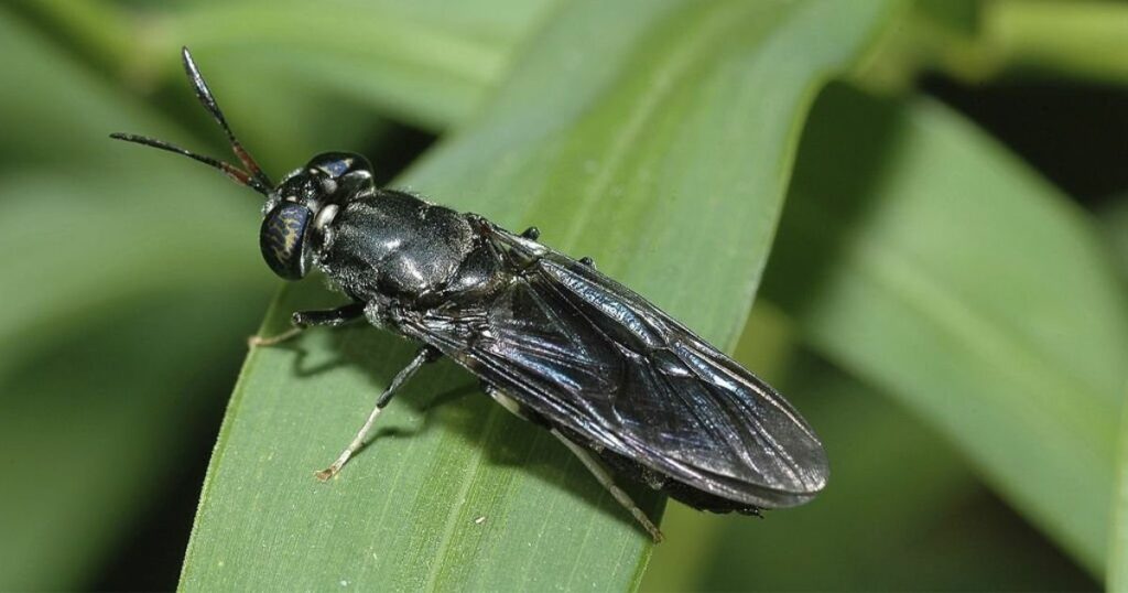 Fly Spirit Animal Symbolism & Meaning