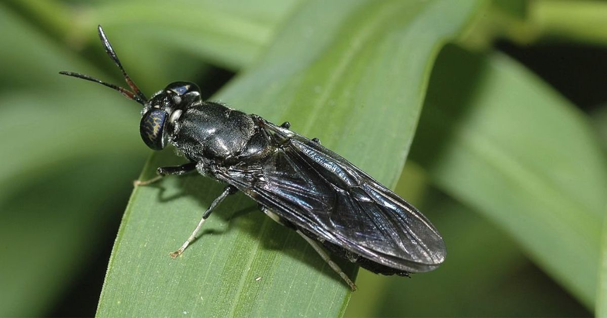 Spiritual Meanings of Fly