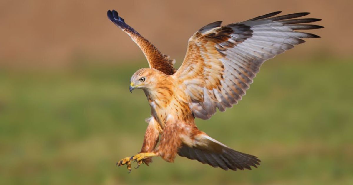 6 Spiritual Meanings of Hawk