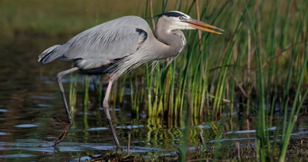 Heron Symbolism and Spiritual Meaning (Totem, Spirit, and Omens)