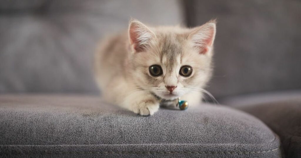 What Does It Mean to Dream of Kittens?