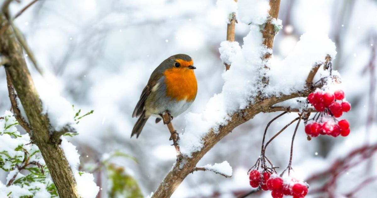 7 Spiritual Meanings of Robin