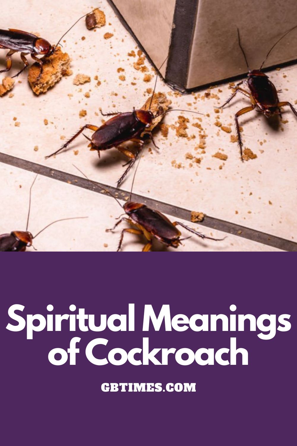 Spiritual Meanings of Seeing a Cockroach in Your House