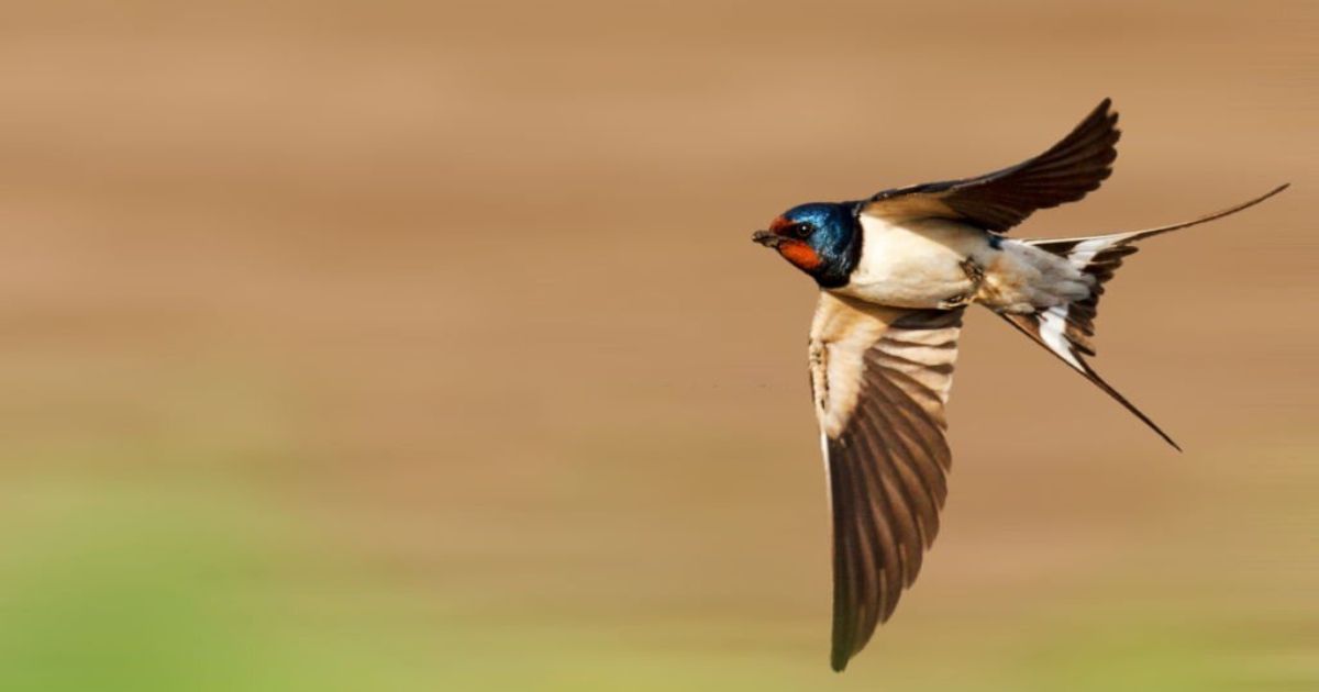 19 Spiritual Meanings Of Swallows