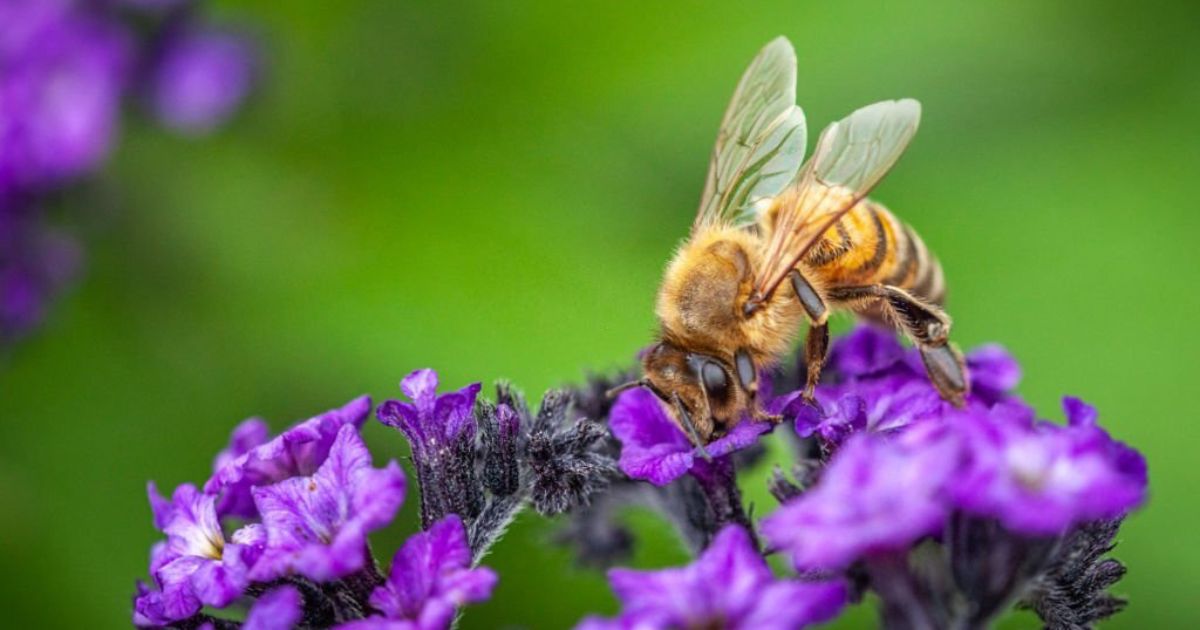 10 Spiritual Meanings Of Bees