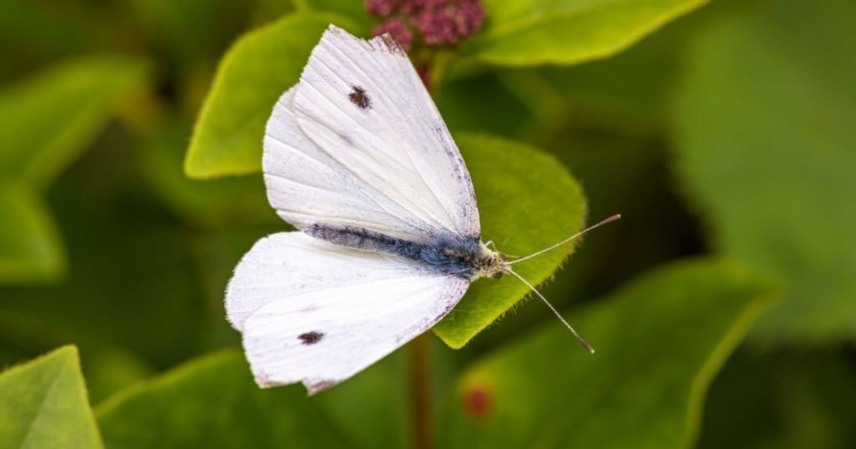 12 Spiritual Meanings Of a White Butterfly