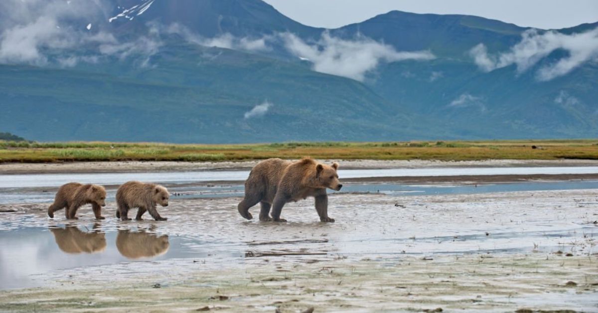 Spiritual Meanings Of Bears