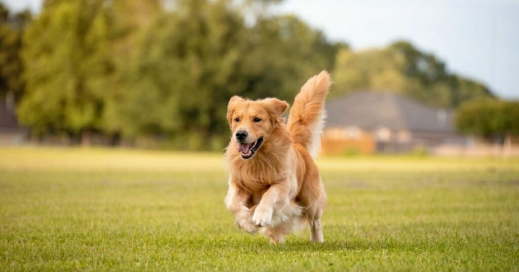 What Does It Mean if You Dream About Dogs?