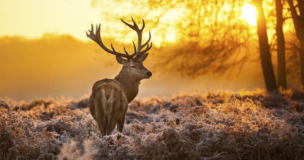 Meaning & Interpretations When You Dream Of “Deer”