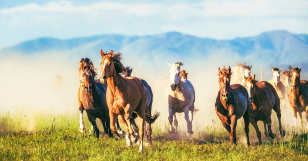 Horse Dream Meaning – What Does a Horse Represent?