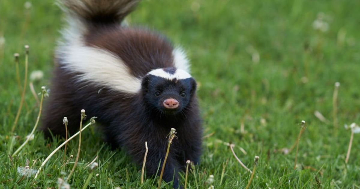 12 Skunk In House Dream Interpretations